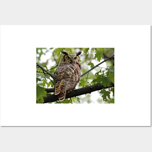 Great Horned Owl Posters and Art